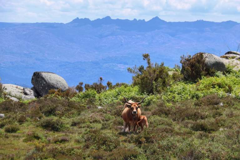 IMG_1469-01 O Gado e a Serra