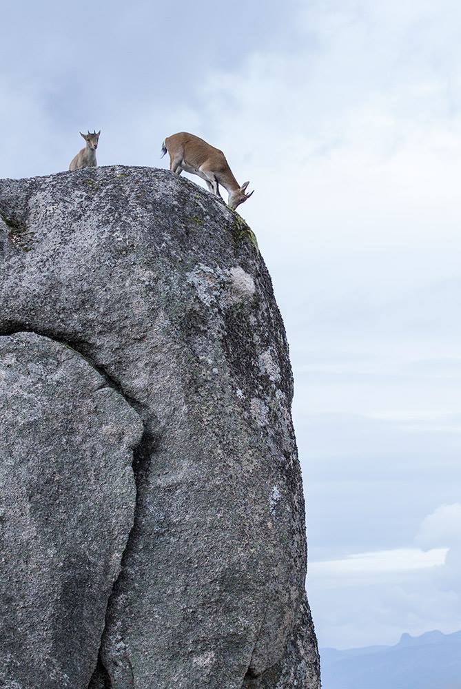 12030304_1134114263268071_3686325386430415461_o Cabra-Montês – Capra Pyrenaica