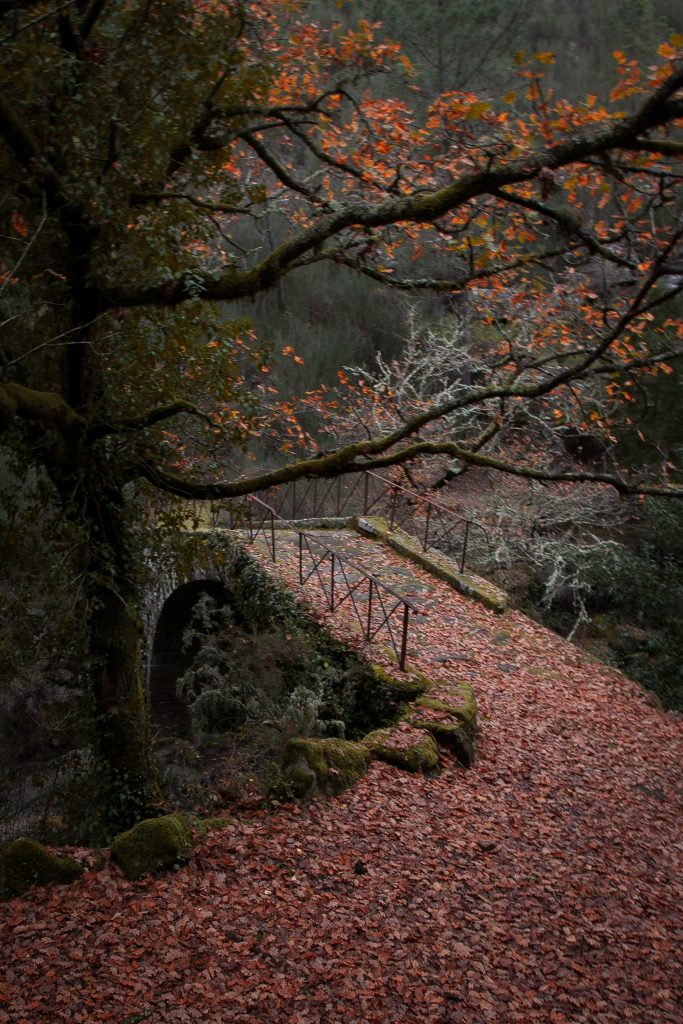 488317136_1101493685338369_3552358328825670050_n-683x1024 Soajo – Paraiso Natural