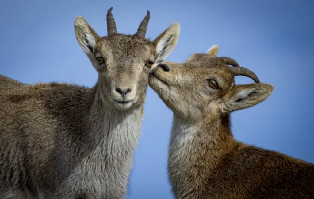 584369796_17861383599538136_7946522162597965778_n.webp-1024x648 Cabra-Montês - "Contar um segredo"