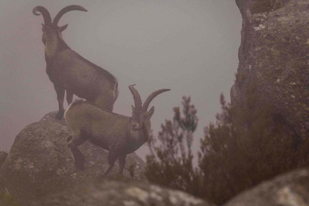 IMG-20251017-WA0000-1024x682 Cabra-Montês