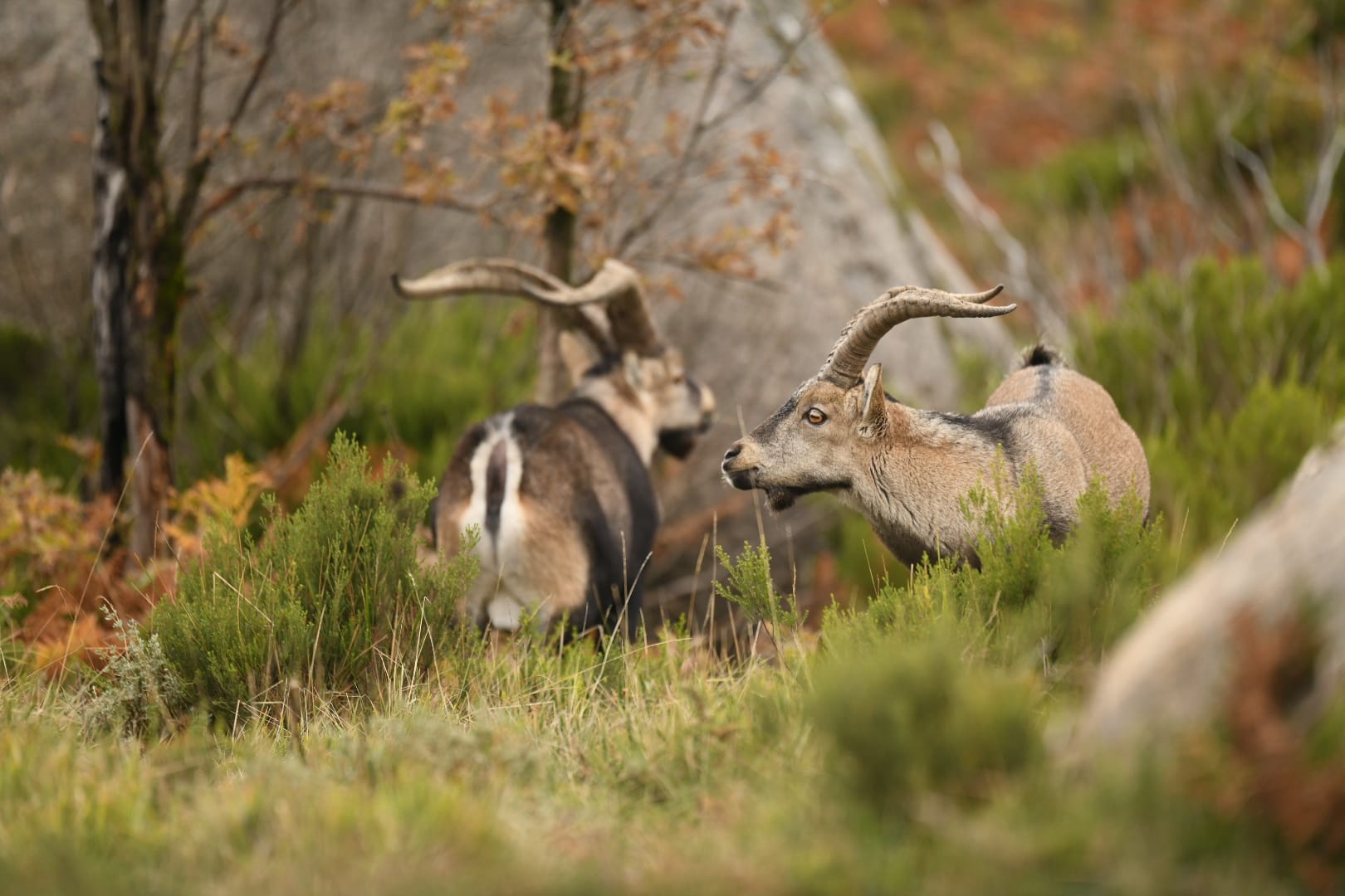IMG-20251101-WA0008 Cabra-Montês – Capra Pyrenaica