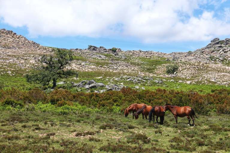 IMG_1456-01-1 Garranos no Parque Nacional