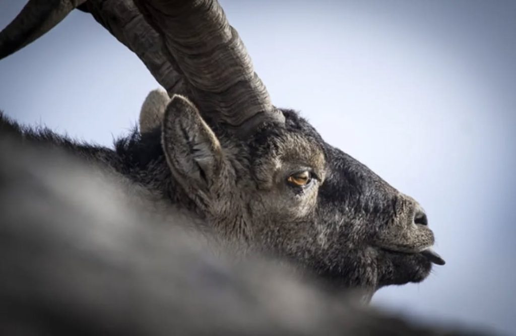 586828253_17861557251538136_2332676940690991933_n.webp-1024x667 Cabra-Montês