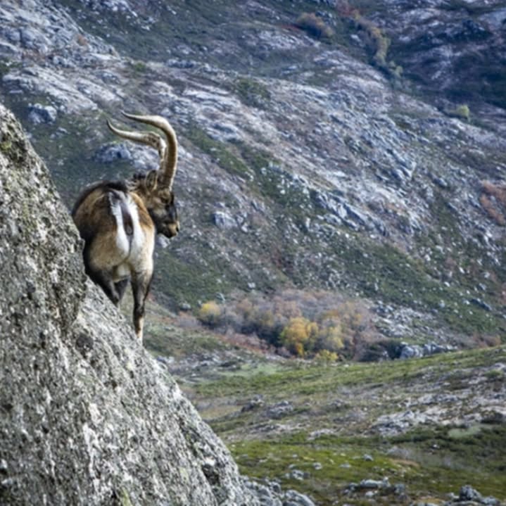 584058919_17861503659538136_538721498946616950_n.webp Garranos no Parque Nacional