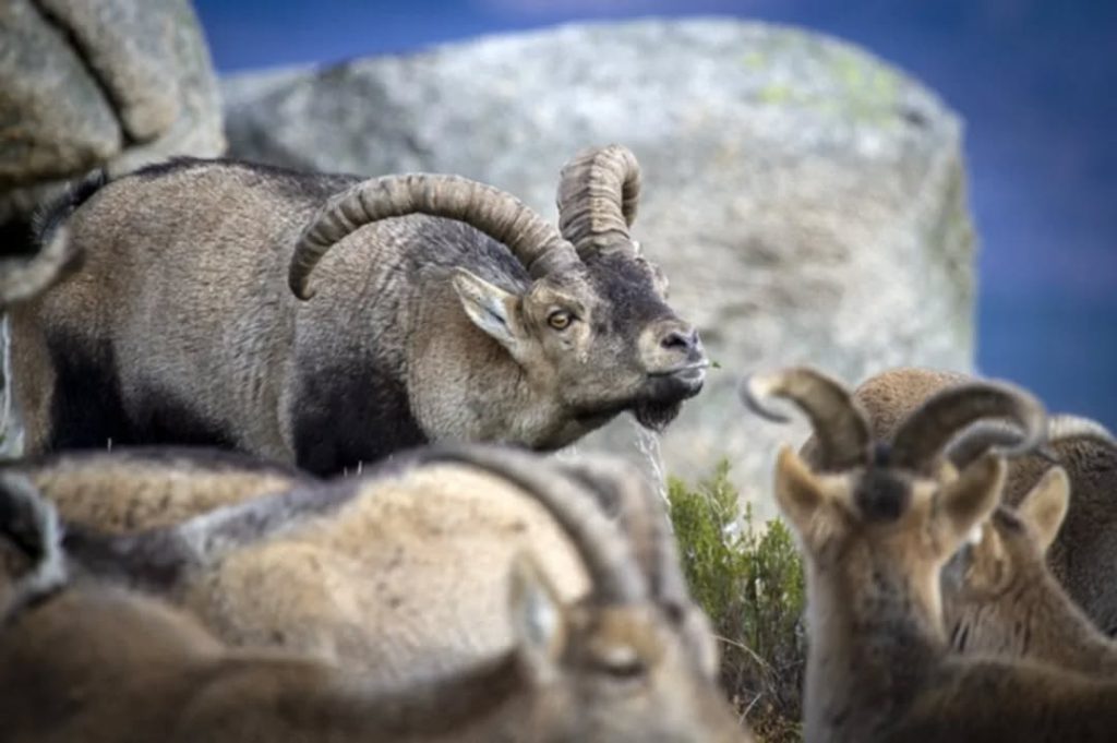 590403187_17863092939538136_4159009834245815657_n.webp-1024x681 Cabra-Montês