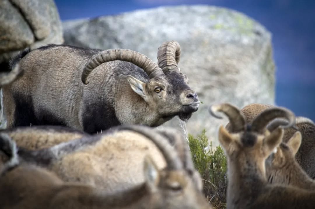 590403187_17863092939538136_4159009834245815657_n.webp Garranos no Parque Nacional