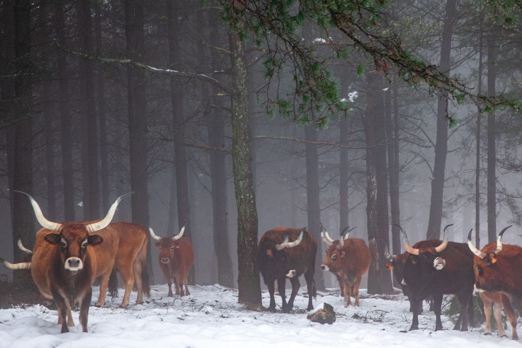 608534805_1332622835558785_2208579410348529186_n-1024x683 Soajo – Paraiso Natural