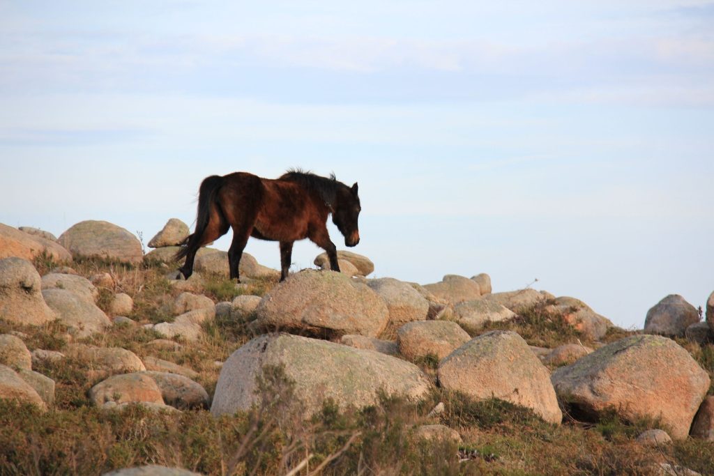 619615097_1342862347876081_2361250458966090019_n-1024x683 Cabra-Montês - Que três!