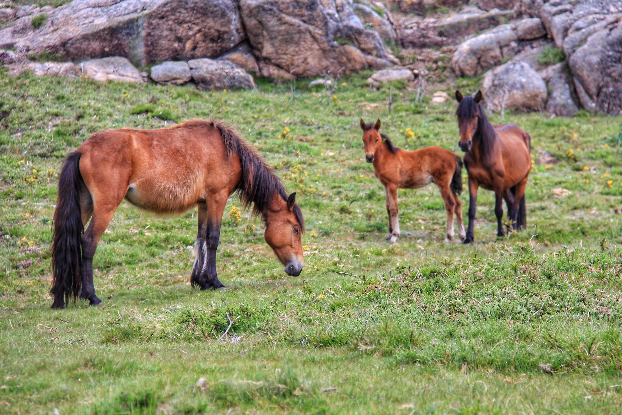 Garrano-19-04-edited-scaled Garranos no Parque Nacional