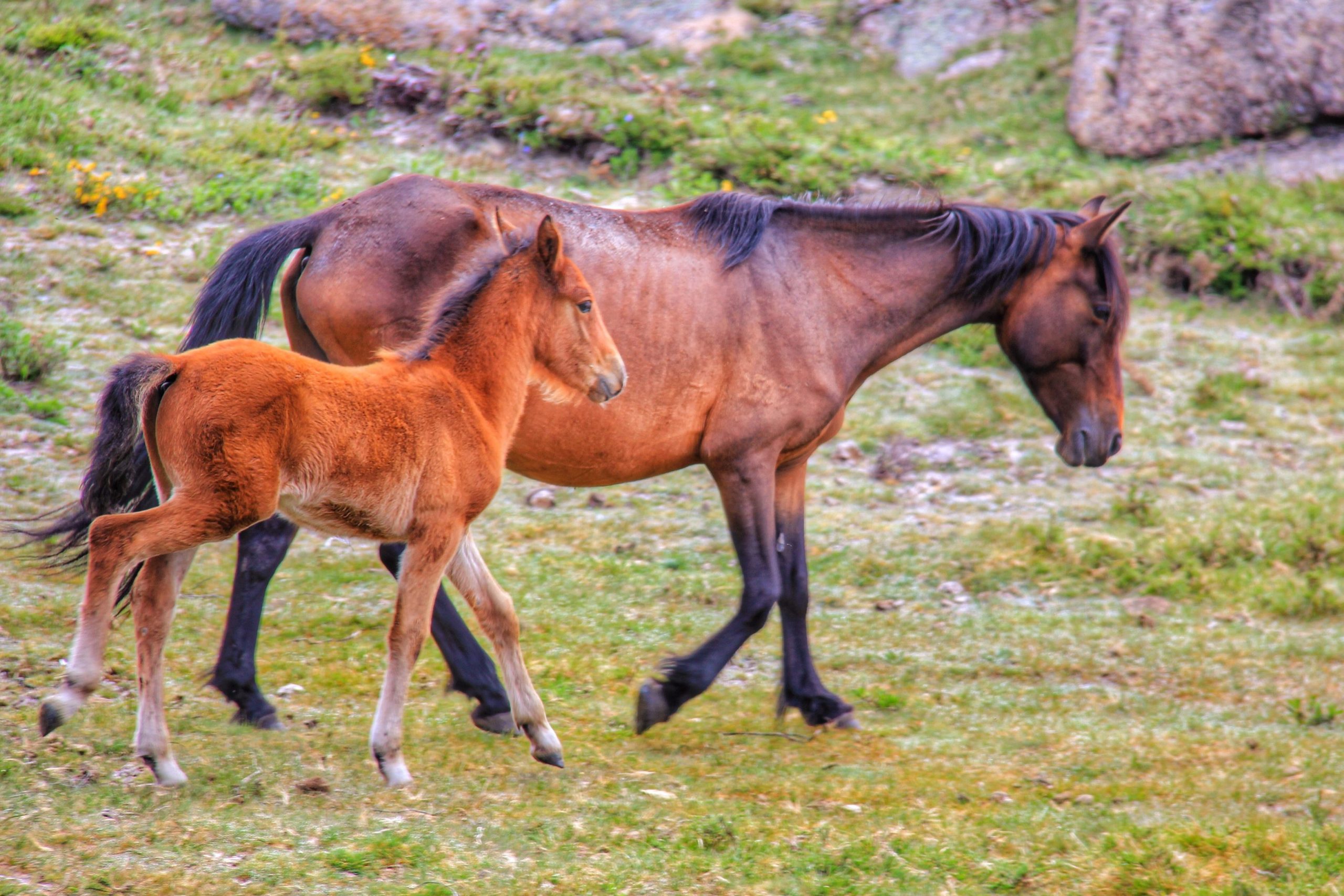 Garranos-15-06-2018-e1529063953907-edited-scaled Garranos no Parque Nacional