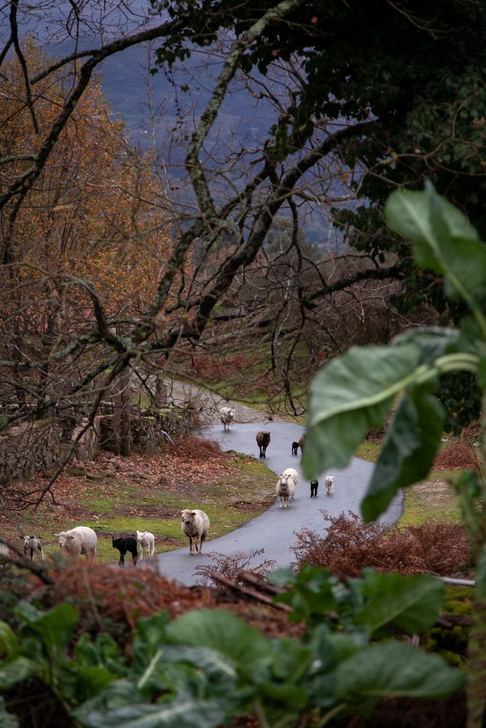 607979708_1331715958982806_5923108956120243258_n-683x1024 Soajo – Paraiso Natural