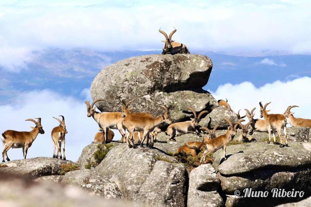 621877455_1559243031792357_5747248182340310808_n-1024x682 Cabra-Montês - Somos muitas!