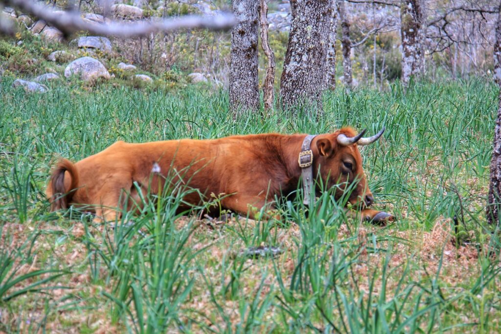 IMG_1411-01-1024x683 O Gado e a Serra