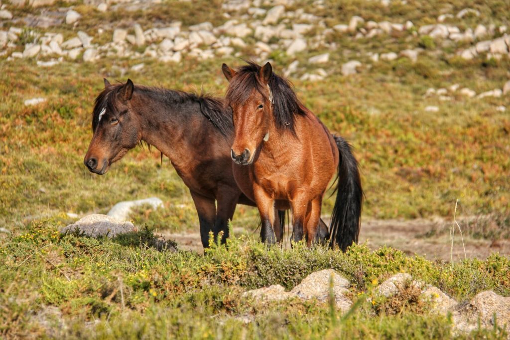 IMG_6210-01-1024x683 Garranos no Parque Nacional