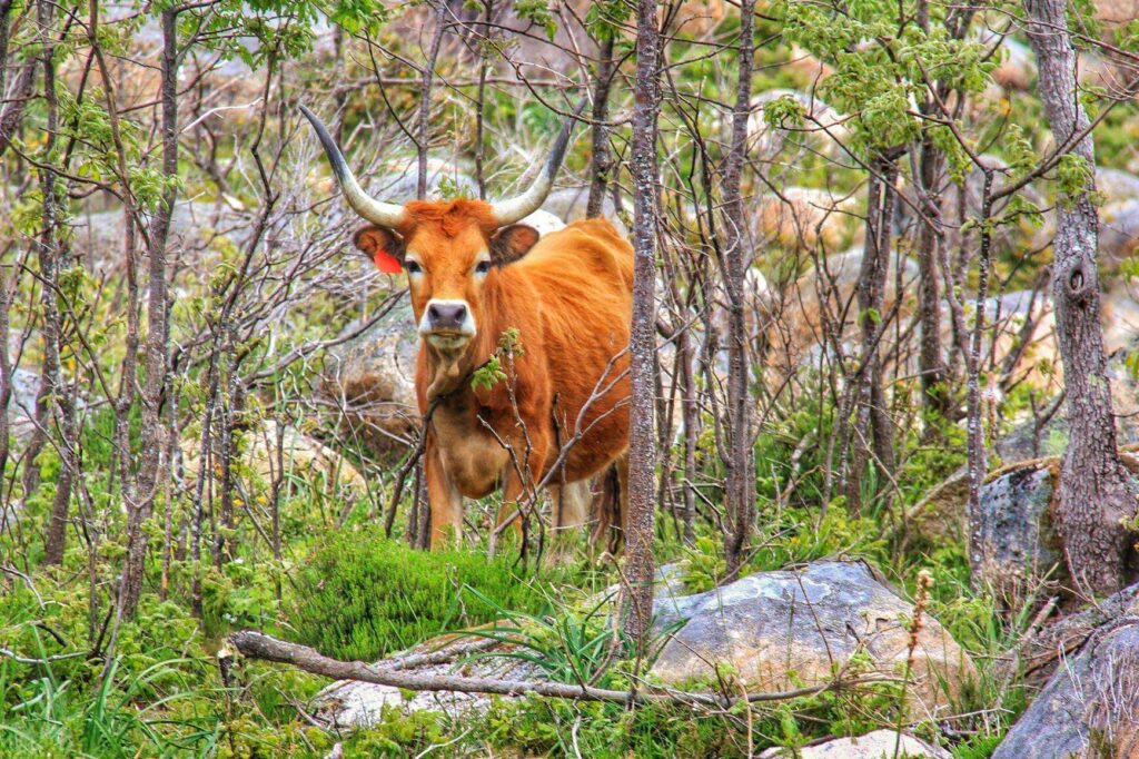 Vaca-edited-1024x682 O Gado e a Serra