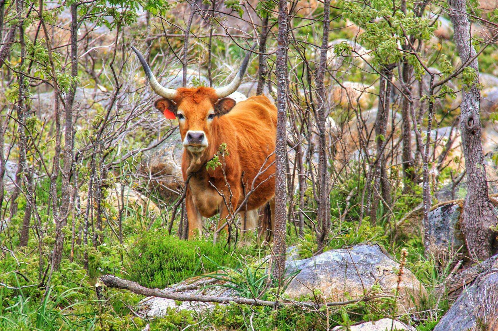 Vaca-edited O Gado e a Serra