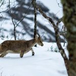 630900914_26439147069004775_7229284229292605226_n-150x150 Garranos na Serra Amarela