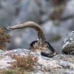 651816546_26442689345354761_6391115566667769531_n-150x150 Garranos na Serra Amarela