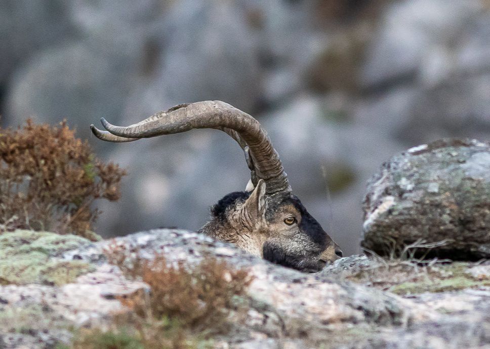 651816546_26442689345354761_6391115566667769531_n Garranos no Parque Nacional