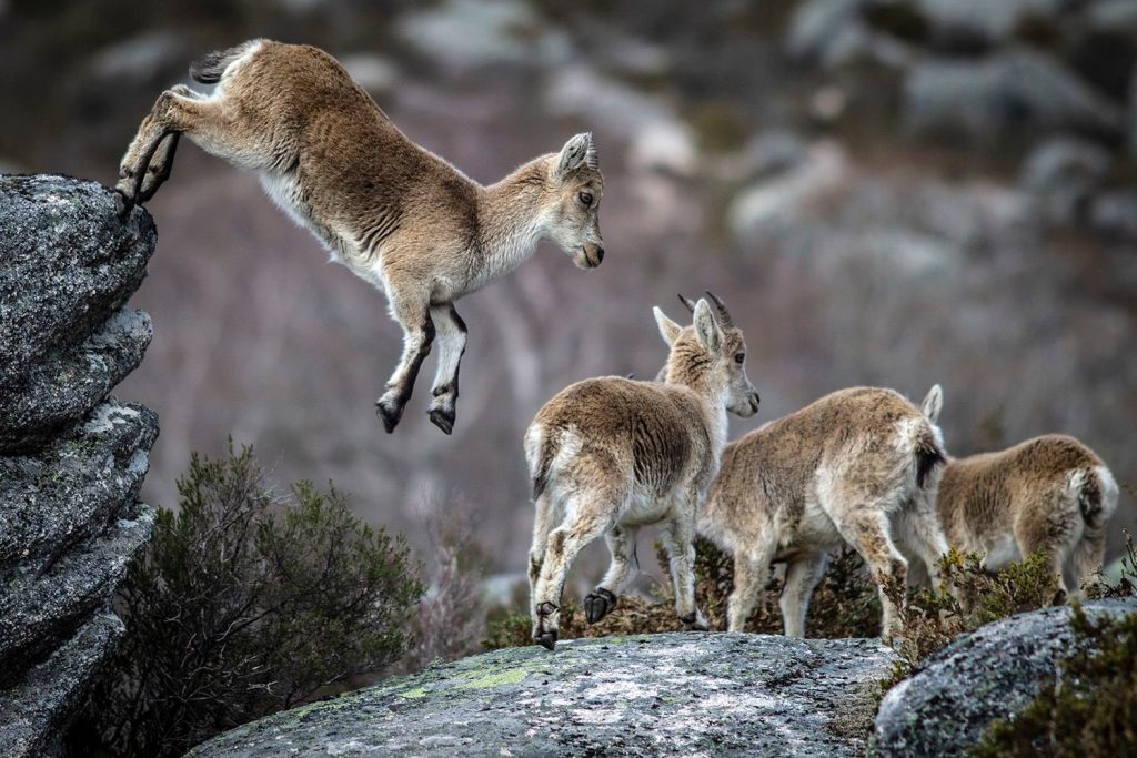 656935900_26868832749369536_3843279063397623473_n-1024x683 Cabra-Montês – Parque Nacional