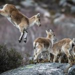 656935900_26868832749369536_3843279063397623473_n-150x150 Os espigueiros centenários com vista para o Soajo