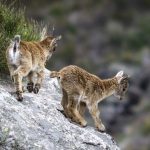 705822472_17888011449538136_6352606741539404627_n.webp-150x150 Mundo animal PNPGerês – Cabra-Montês – Capra Pyrenaica