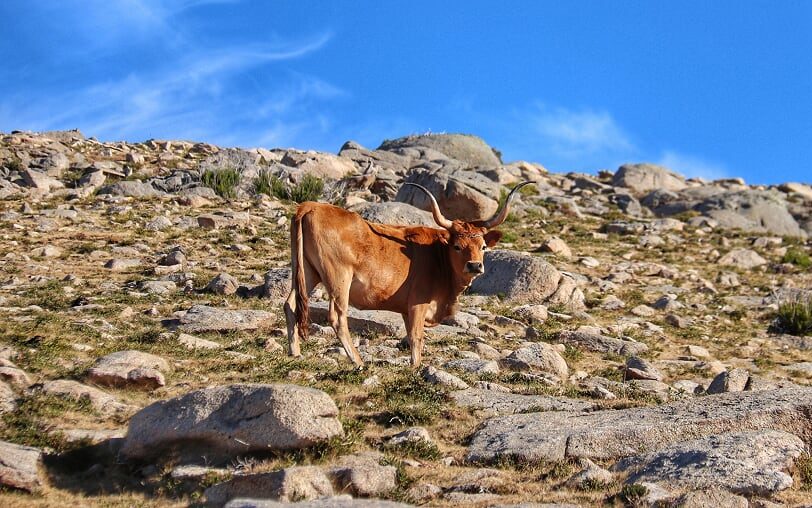 Gado-e-a-Serra-edited Poço da Corga de Pena Calva