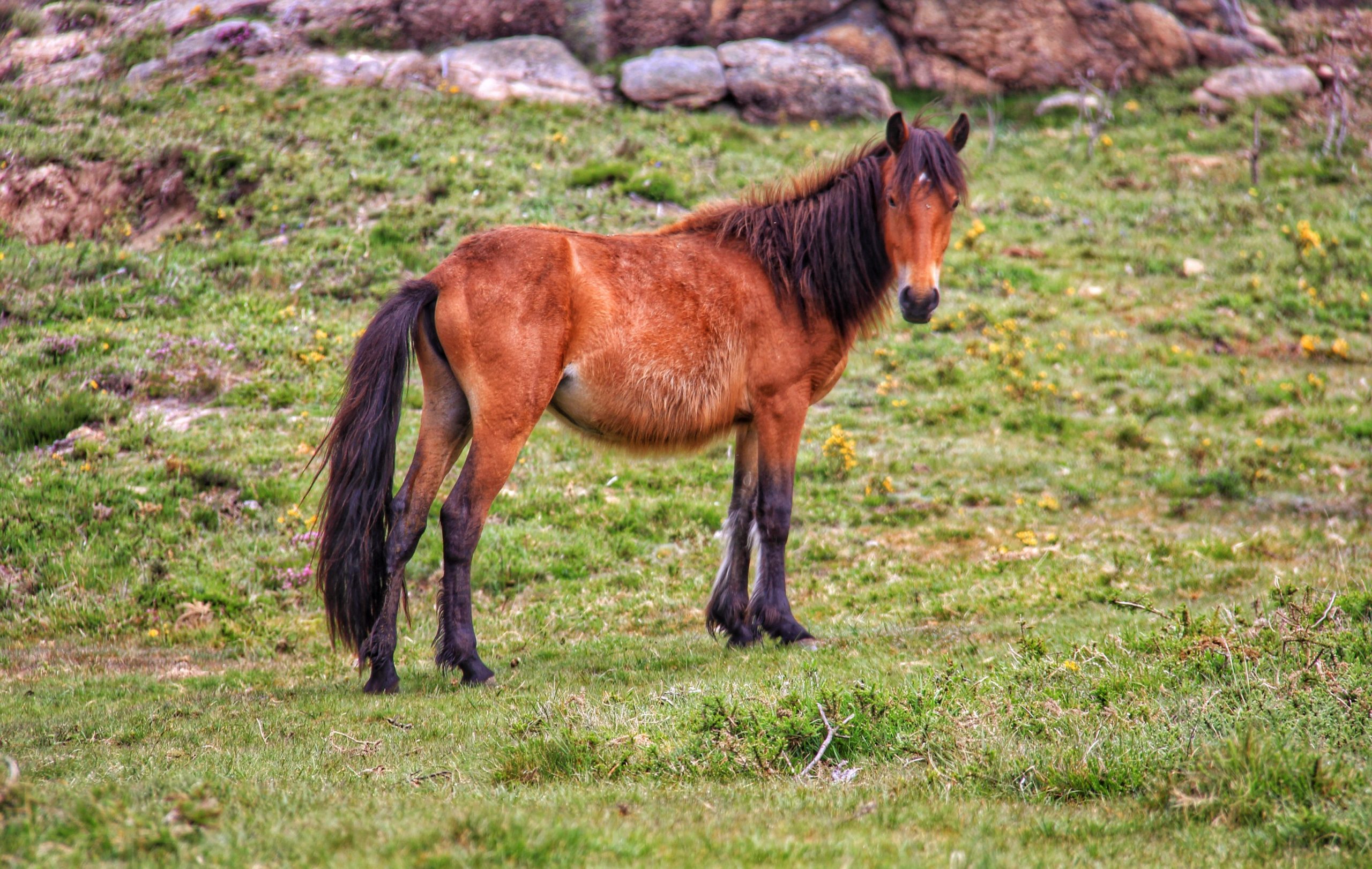 Garrano-08-06-2018-e1528454209988-edited-scaled Garranos no Parque Nacional
