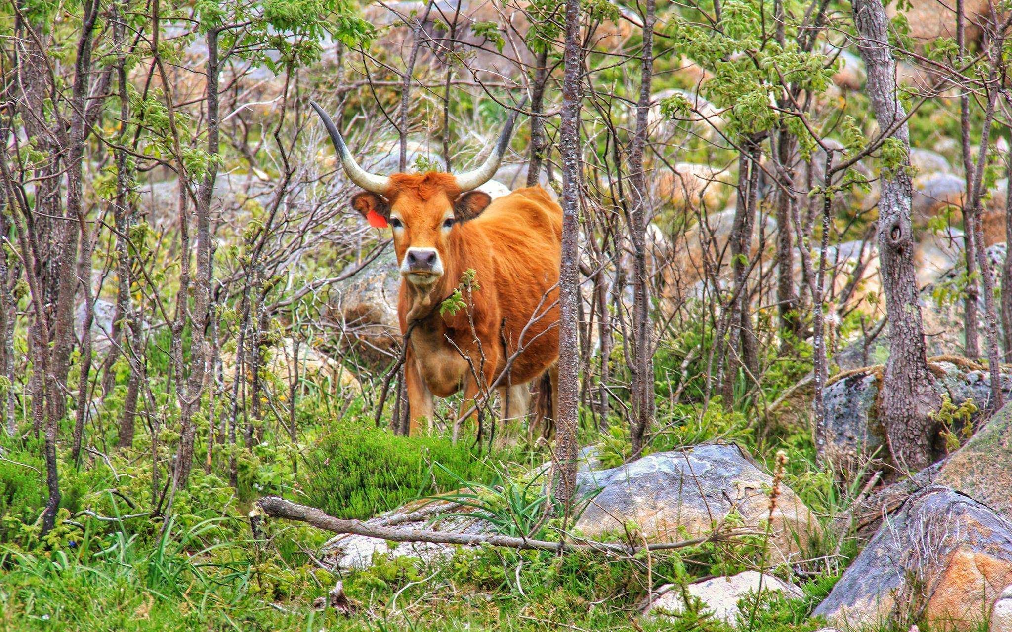 Vaca-edited O Gado e a Serra