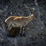 806280601_17907627306538136_6858300550557741357_n.webp-150x150 Mundo animal PNPGerês – Cabra-Montês – Capra Pyrenaica