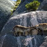 812875456_17907768240538136_6278633600776950652_n.webp-150x150 Mundo animal PNPGerês – Cabra-Montês – Capra Pyrenaica